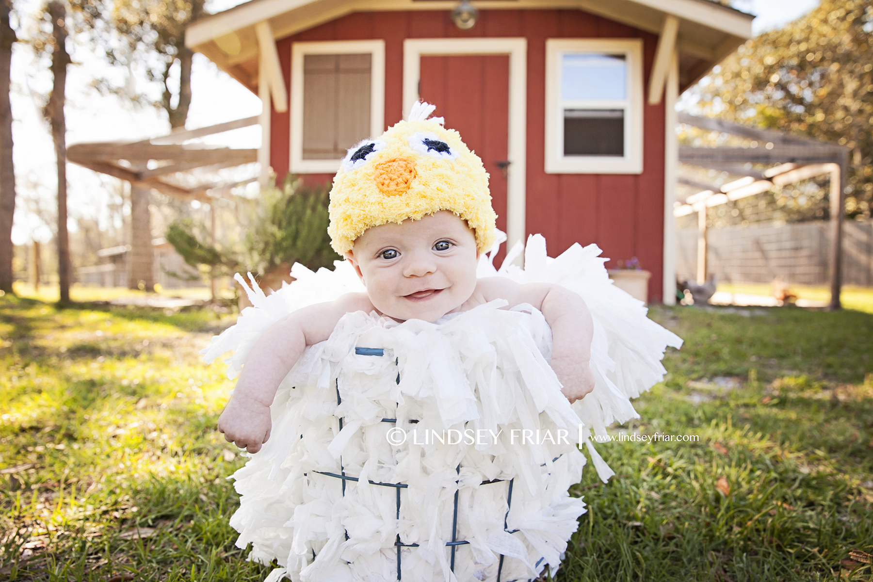 Lindsey Friar Photography 2014 Gulf Breeze Photographer Baby Chick