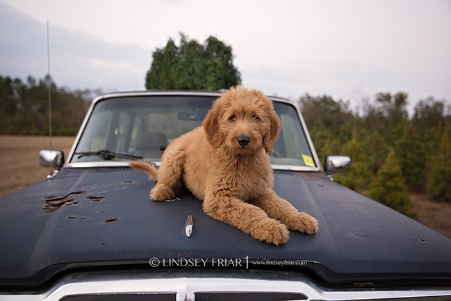 178 Lindsey Friar Photography 2014 C