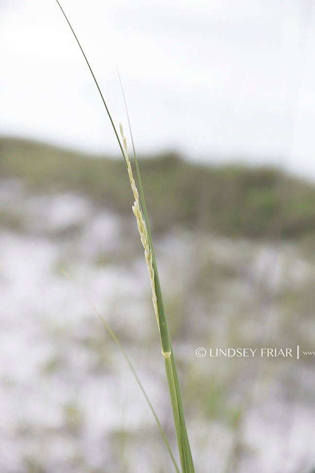 Pensacola Beach, FL Family Photographer - Lindsey Friar Photography 2015