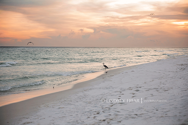 Pensacola Beach, FL - Family Photographer - Lindsey Friar Photography 2015