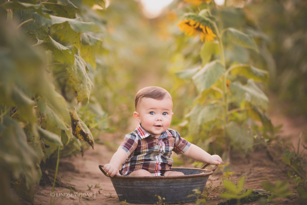 Sunflower Mini Sessions - Pensacola, FL Photographer
