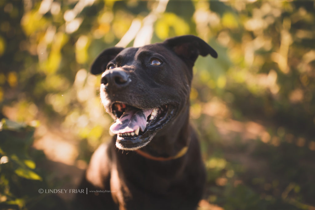 Sunflower Mini Sessions - Pensacola, FL Photographer