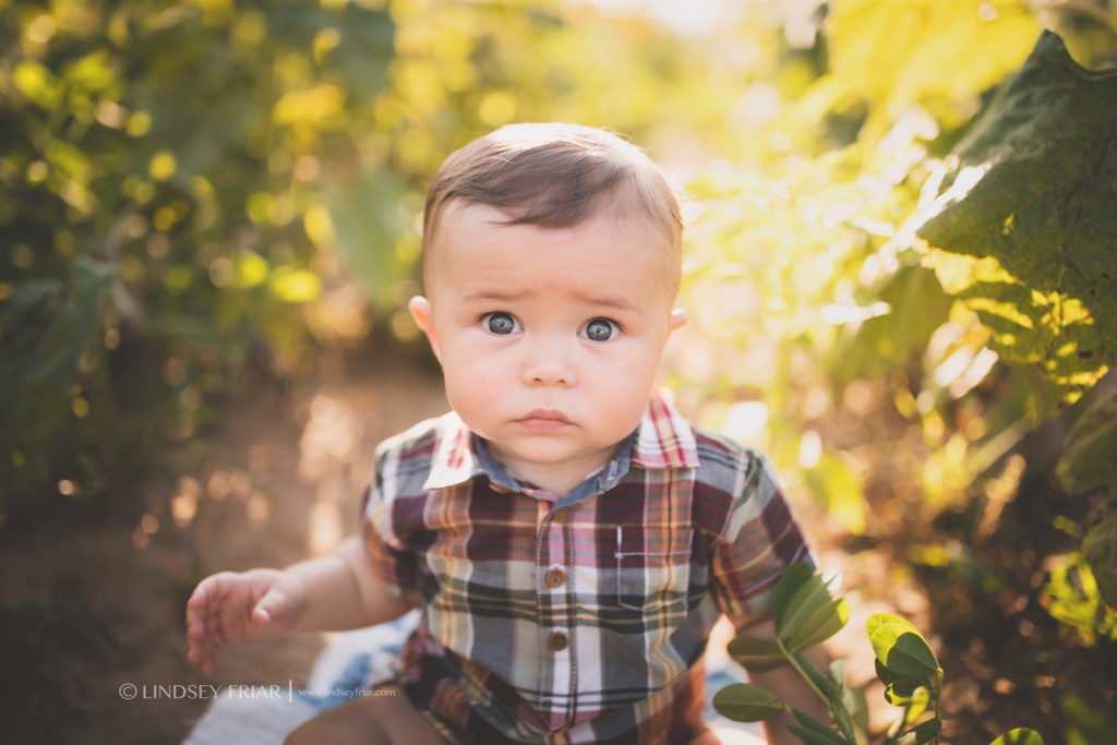 Sunflower Mini Sessions - Pensacola, FL Photographer