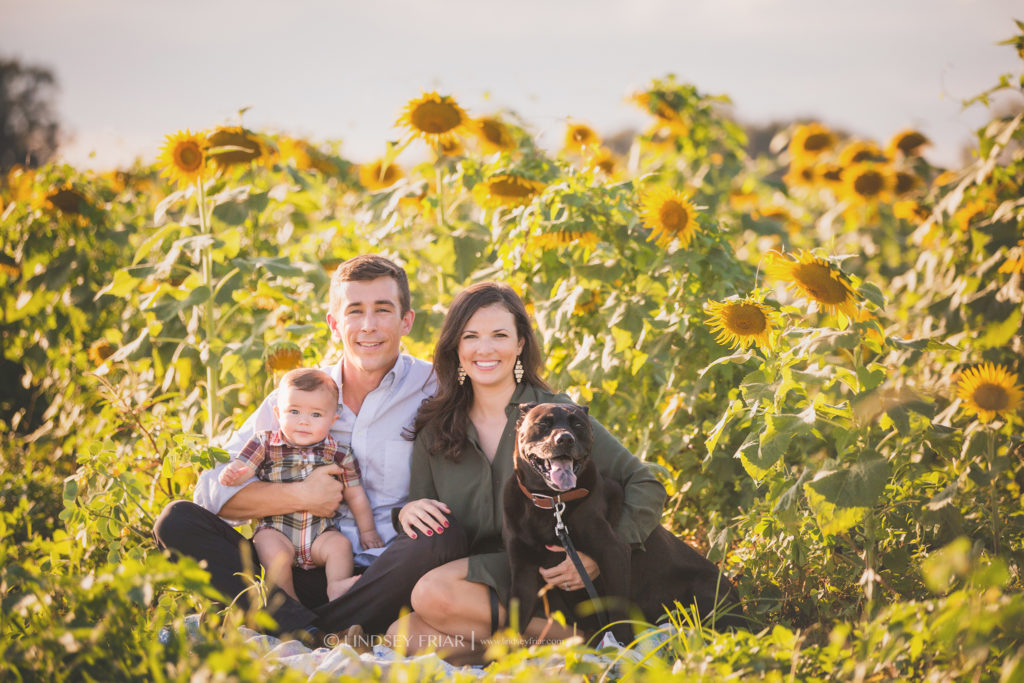 Sunflower Mini Sessions - Pensacola, FL Photographer