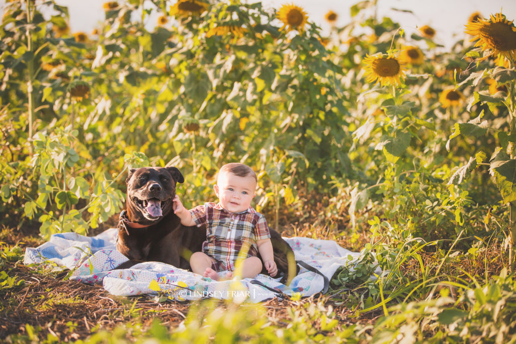 Sunflower Mini Sessions - Pensacola, FL Photographer