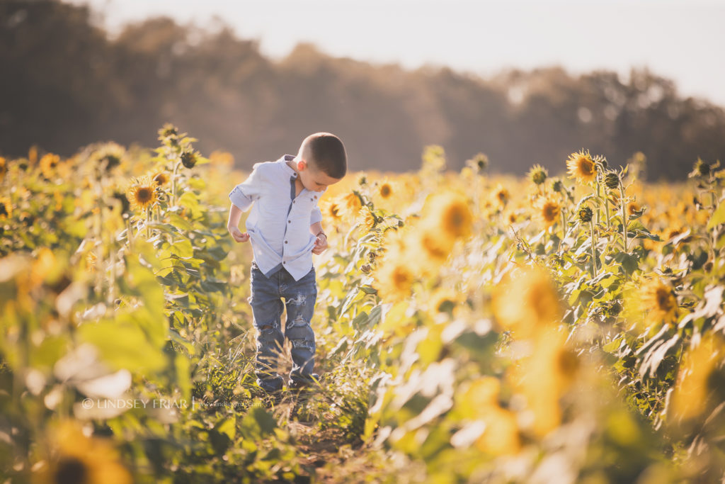 Sunflower Mini Session - Milton, FL Family Photographer