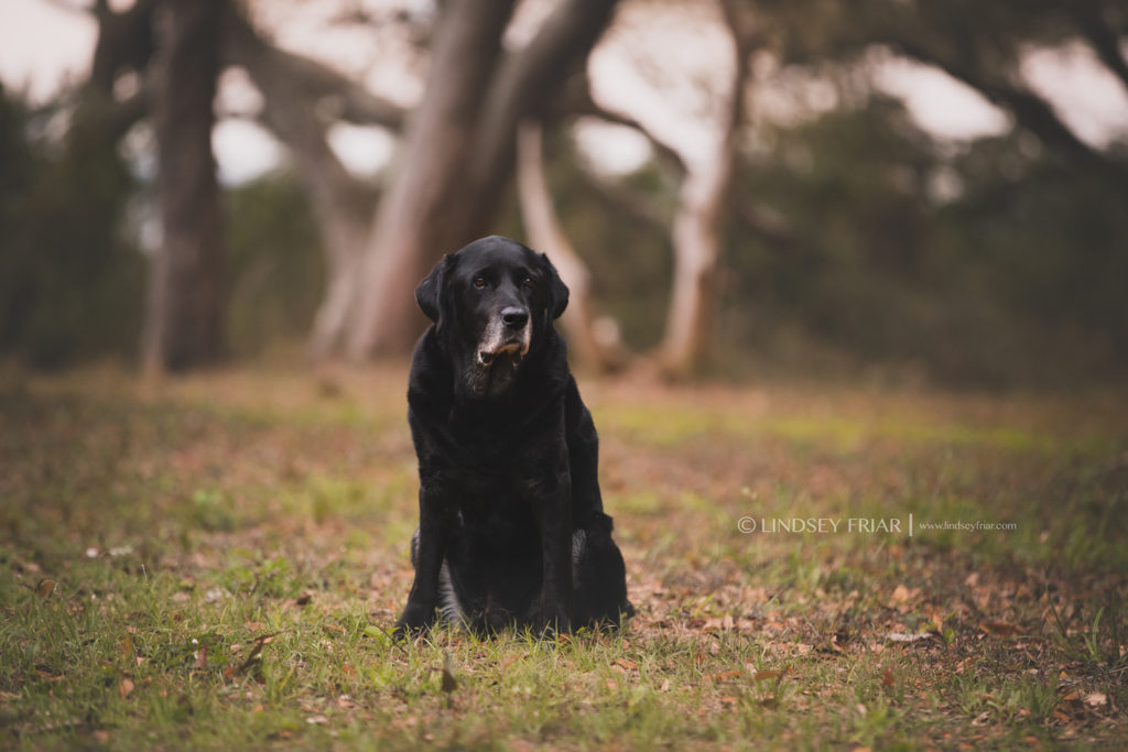 black lab in the woods